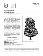 Fact Sheet ST November  Fagus grandifolia Figure