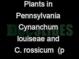 Invasive Plants in Pennsylvania Cynanchum louiseae and C. rossicum  (p
