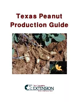 Texas Peanut Production Guide