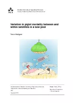Variation in piglet mortality between and within satellites in a sow p