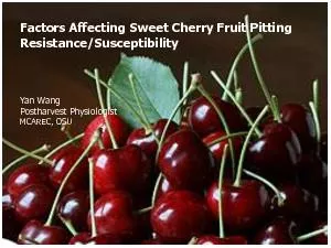 Factors Affecting Sweet Cherry Fruit Pitting