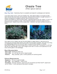 Chaste Tree Vitex agnuscastus StarTip  Gardening Tips