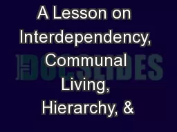 A Lesson on  Interdependency, Communal Living, Hierarchy, &