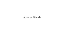 Adrenal Glands