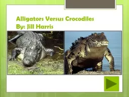 Alligators Versus
