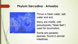 Phylum Sarcodina - Amoeba