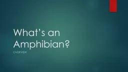 What’s an Amphibian?