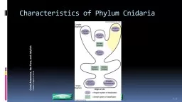Characteristics of Phylum Cnidaria