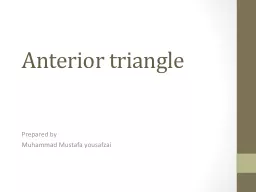Anterior triangle