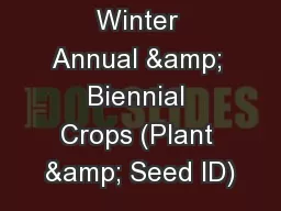 Winter Annual & Biennial Crops (Plant & Seed ID)