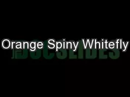 Orange Spiny Whitefly
