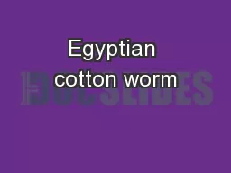 Egyptian cotton worm