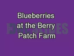 Blueberries at the Berry Patch Farm
