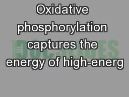 Oxidative phosphorylation captures the energy of high-energ