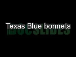 Texas Blue bonnets