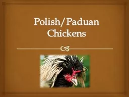 Polish/Paduan Chickens
