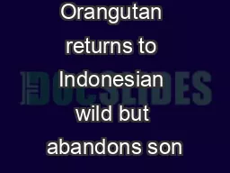Orangutan returns to Indonesian wild but abandons son