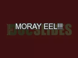 MORAY EEL!!!
