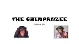 THE CHIMPANZEE