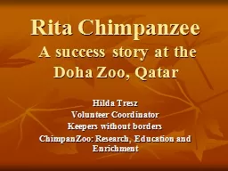 Rita Chimpanzee