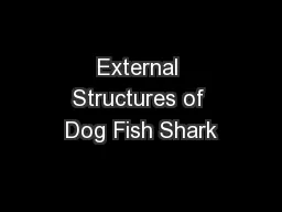 External Structures of Dog Fish Shark