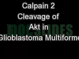 Calpain 2 Cleavage of Akt in Glioblastoma Multiforme