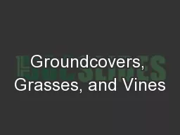 Groundcovers, Grasses, and Vines