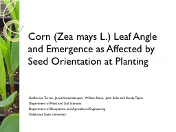 Corn (Zea mays L.) Leaf Angle and Emergence as Affected by