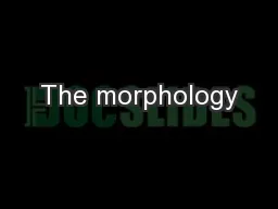 The morphology