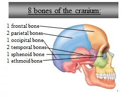 1 1 frontal bone