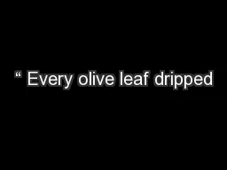 “ Every olive leaf dripped