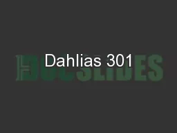 Dahlias 301