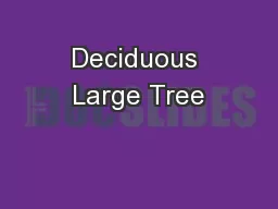 Deciduous Large Tree