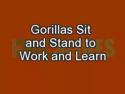 Gorillas Sit and Stand to Work and Learn