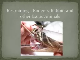 Restraining – Rodents, Rabbits and other Exotic Animals