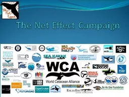The Net Effect Campaign