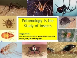 Entomology is the Study of Insects