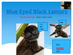 Blue Eyed Black Lemurs