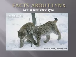 Facts about Lynx