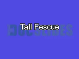 Tall Fescue