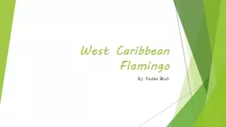 West Caribbean Flamingo