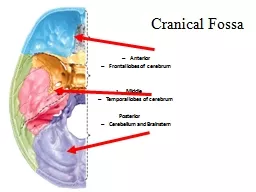 Cranical