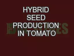 HYBRID SEED PRODUCTION IN TOMATO