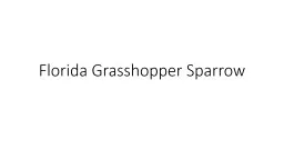 Florida Grasshopper Sparrow