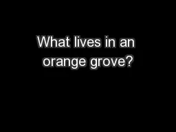 What lives in an orange grove?