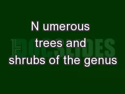 N umerous trees and shrubs of the genus