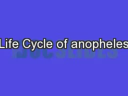 Life Cycle of anopheles