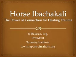 Horse Ibachakali