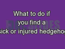What to do if you find a sick or injured hedgehog