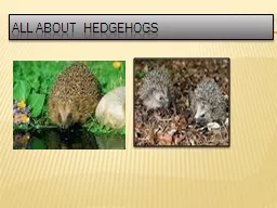 All about  hedgehogs